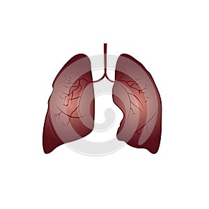 Human organ lungs vector illustration.